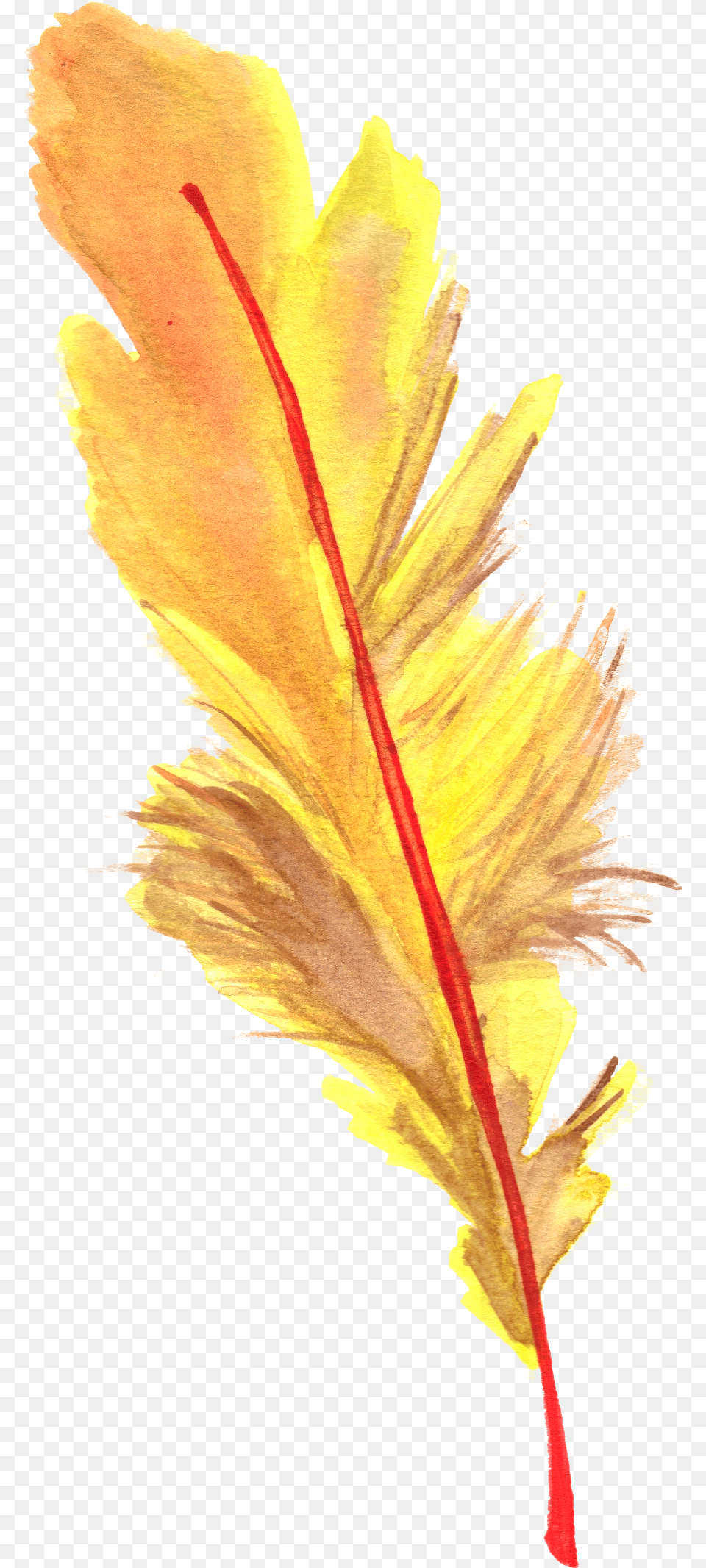 Feather Feathers Ftestickers Larix Lyalliisubalpine Larch, Leaf, Plant Png Image