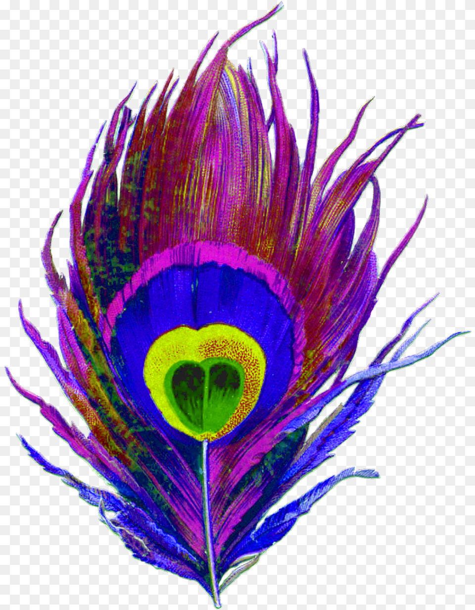 Feather Feathers Peacock Peacockfeather Peacockfeathers Drawing Of A Peacock Feather, Pattern, Plant, Accessories, Fractal Png