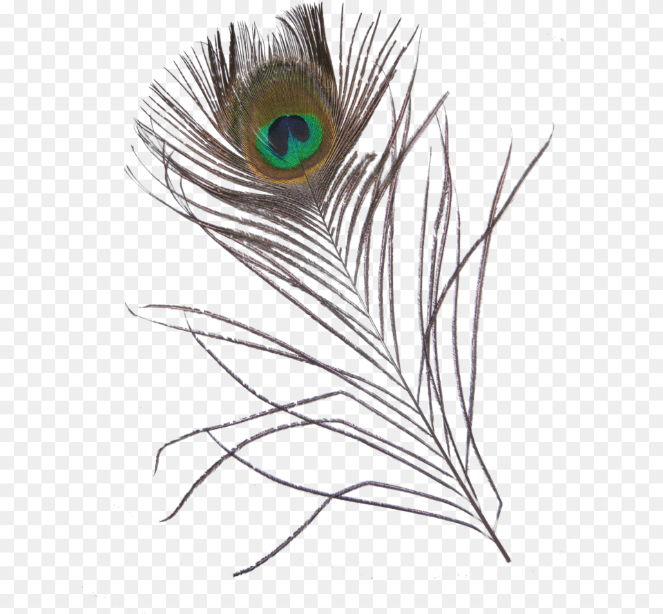 Feather Feathers Peacock Peacockfeather Peacockfeathers Sketch, Plant, Animal, Bird, Pattern Free Png