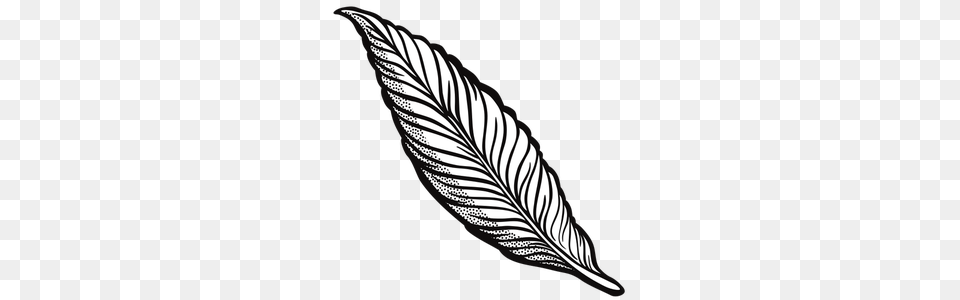 Feather Free Clipart, Leaf, Plant Png