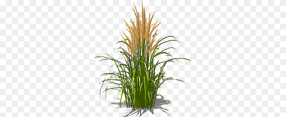Feather Grass Grass Texture Single Plant, Reed, Vegetation Free Transparent Png