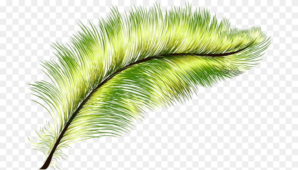 Feather Green Peafowl Green Feathers, Leaf, Plant, Tree, Fern Free Png Download