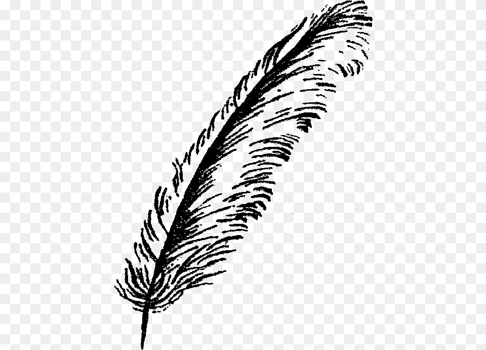 Feather Illustration Image Bird Feathers Black And White, Plant, Reed, Person, Silhouette Png