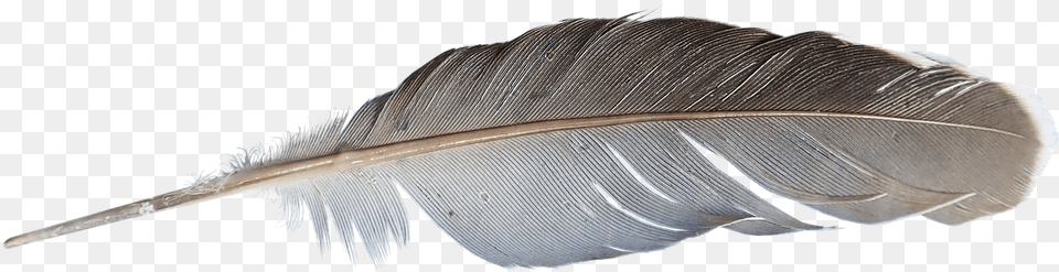 Feather Image, Animal, Fish, Sea Life, Bottle Free Png