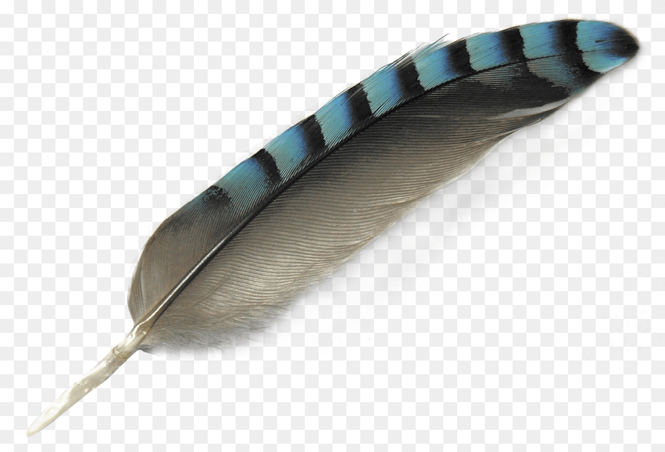 Feather Image For Bird Feather Transparent Background, Bottle, Blade, Dagger, Knife Png
