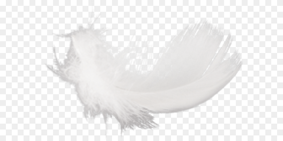 Feather Images Feathers White, Accessories, Animal, Fish, Sea Life Free Transparent Png