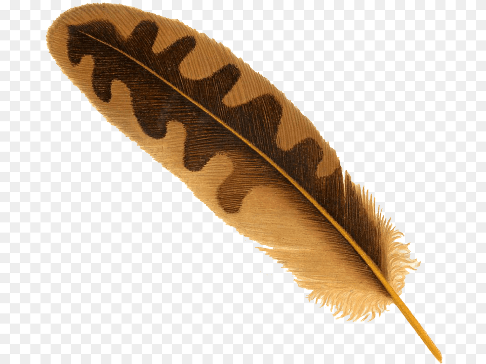 Feather Images Transparent Living Better While Living With Pain 21 Ways To Reduce, Bottle, Leaf, Plant, Animal Free Png