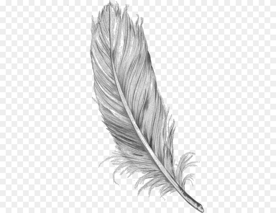 Feather Jpg, Art, Accessories, Ice Png