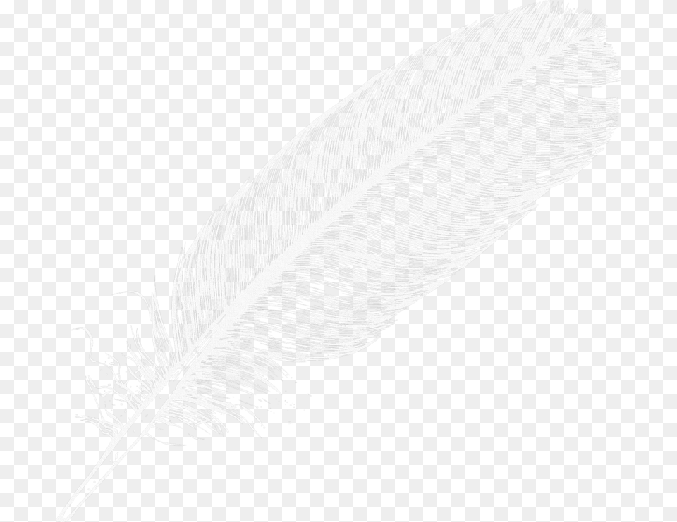 Feather Large White Feather, Bottle, Plant, Art, Text Png