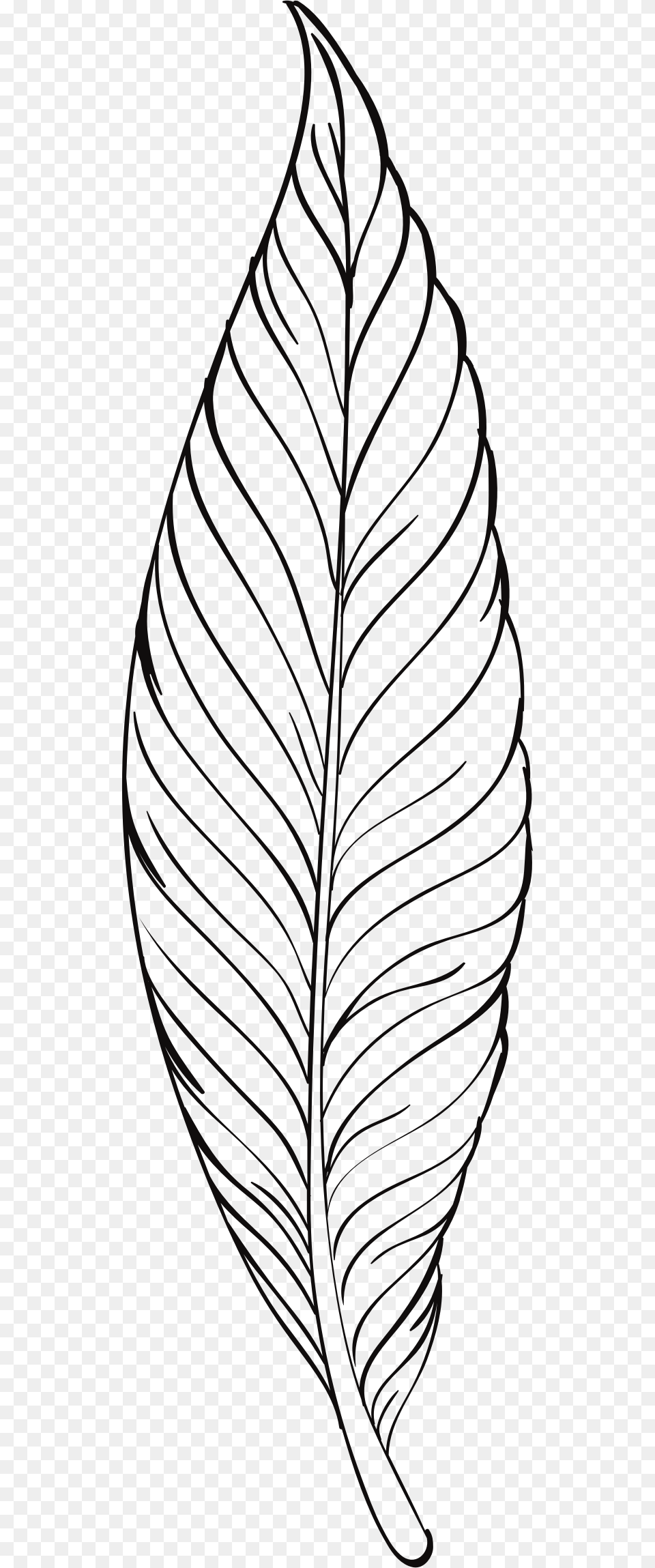 Feather Line Art Clip Arts Plant Line Art, Leaf Png