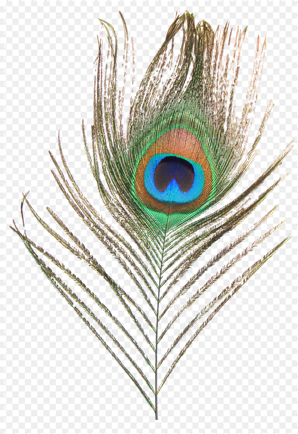 Feather Peafowl Clip Art Peacock Feather Images, Plant, Animal, Bird Png