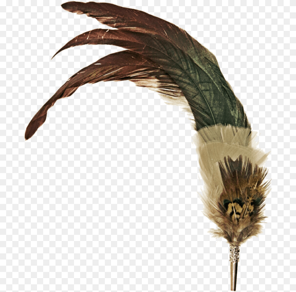 Feather Pen Vintage Pen Feather, Plant, Animal, Beak, Bird Free Transparent Png