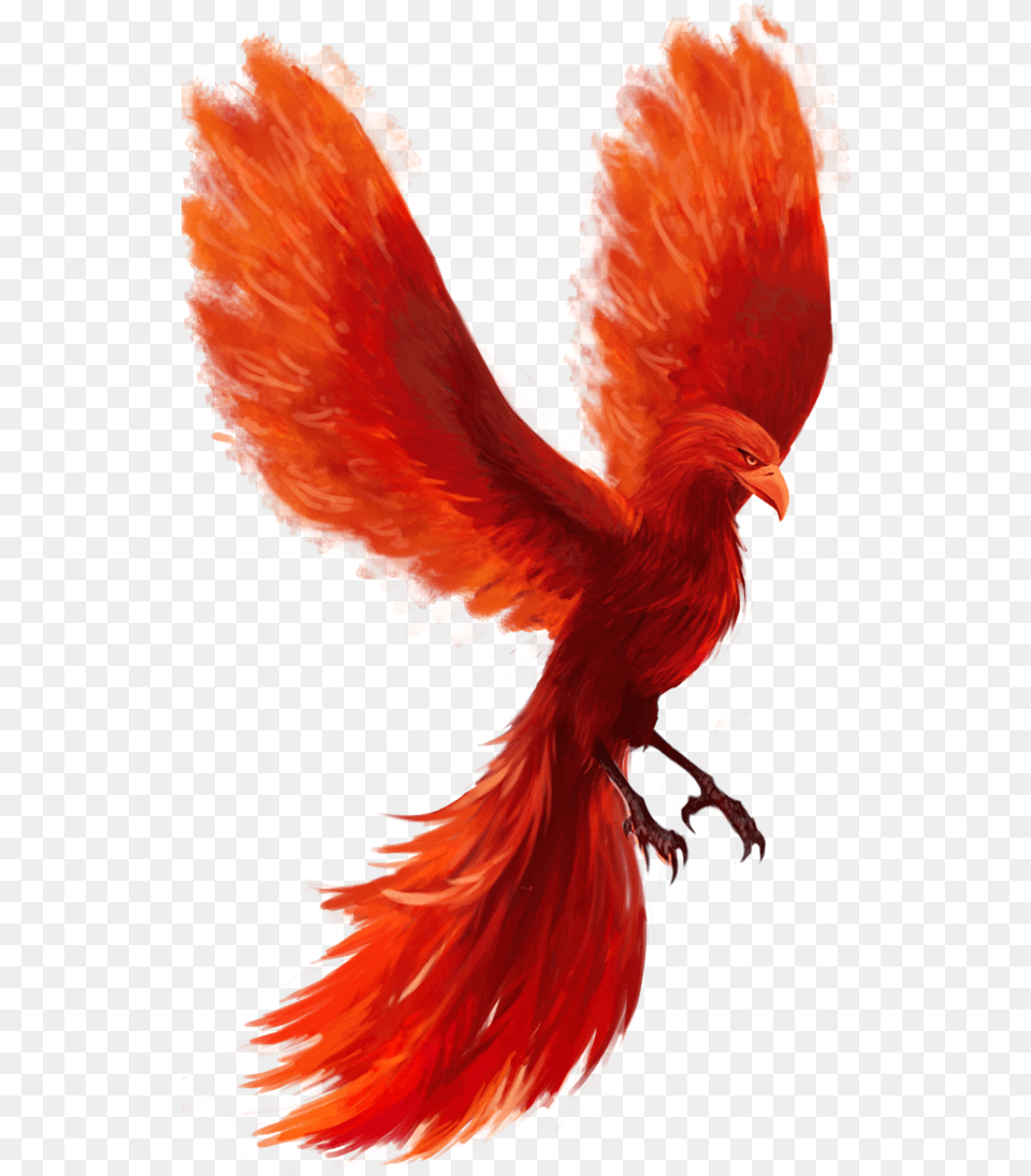 Feather Phoenix Bird No Background, Animal, Chicken, Fowl, Poultry Free Png Download