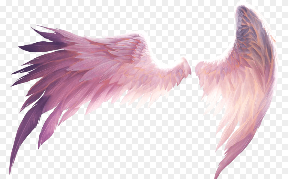 Feather Picsart Picsart Stickers Wings Clipart Anime Angel Wings Transparent, Animal, Bird Png Image