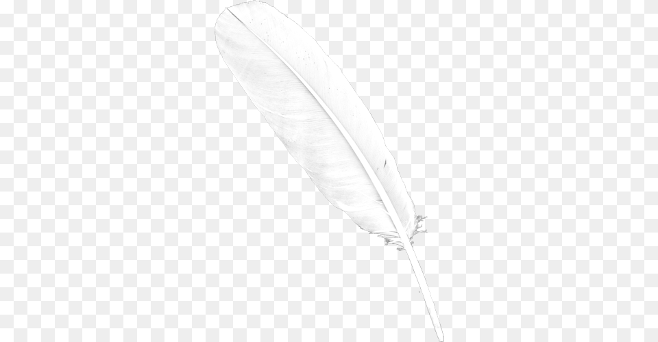 Feather Pngwhite Feather Transparent Background White Feather, Bottle, Ink Bottle Png Image