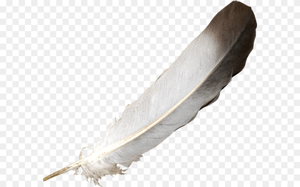 Feather Psd Official Psds Feather Psd, Bottle, Animal, Bird Free Png Download