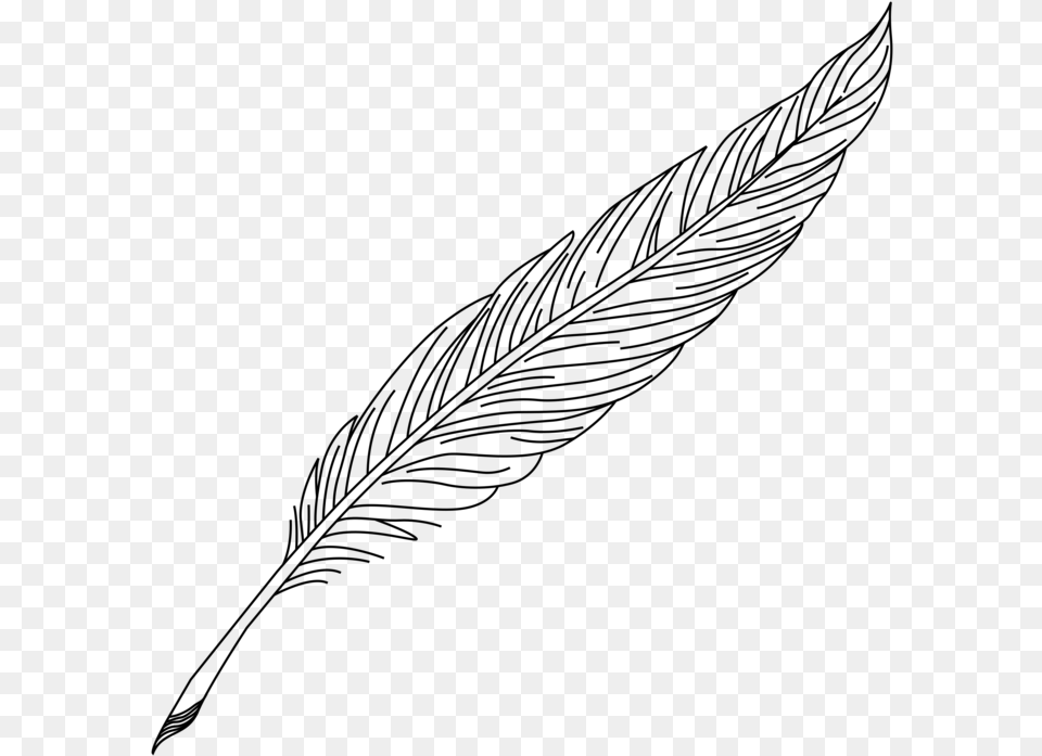 Feather Quill Nib Pens Ink Feder Clipart, Gray Png