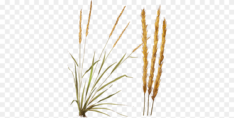 Feather Reed Grass, Agropyron, Plant, Vegetation Free Png