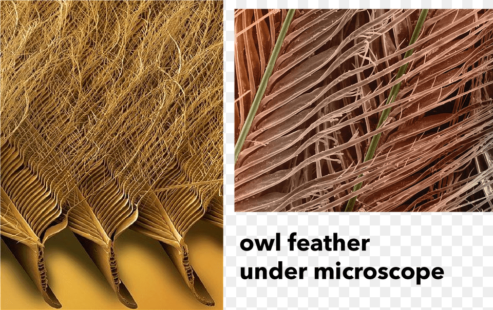 Feather Sem, Outdoors, Nature, Plant Png Image