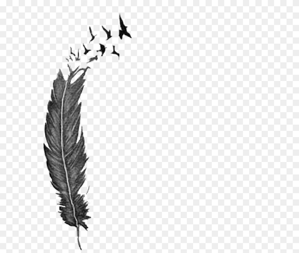 Feather Tattoo Freetoedit Feather Breaking Into Birds Tattoo, Leaf, Plant, Art, Drawing Png Image