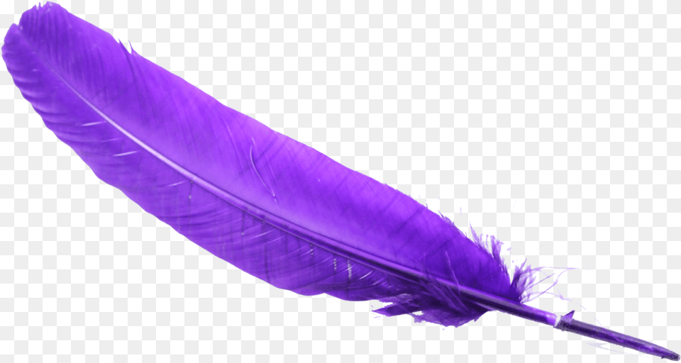 Feather Transparent Background Clipart, Bottle, Purple, Plant Png Image