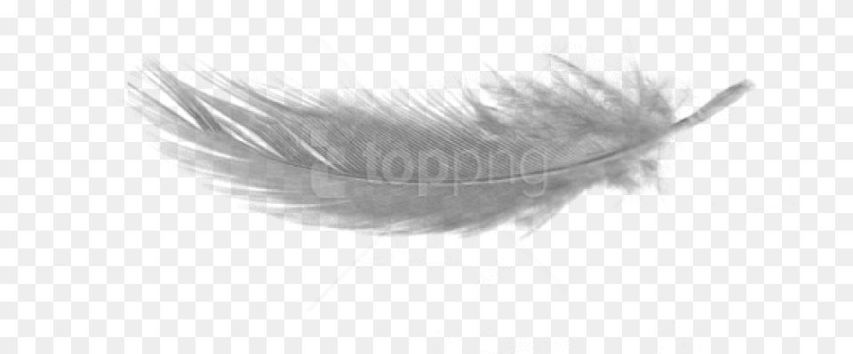Feather Background Feather, Text, Outdoors Free Transparent Png