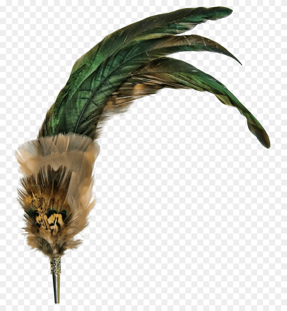 Feather Transparent Images, Plant, Animal, Bird Png Image