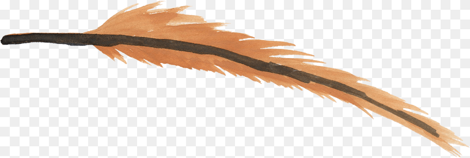 Feather Watercolor Brown, Leaf, Plant Png