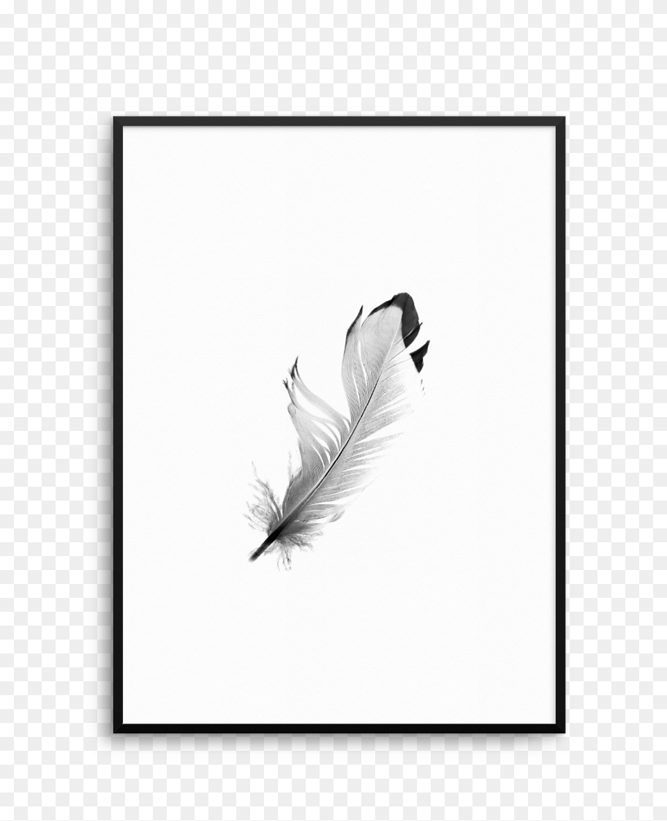 Feather White Tail Black M, White Board, Art, Plant Free Png Download