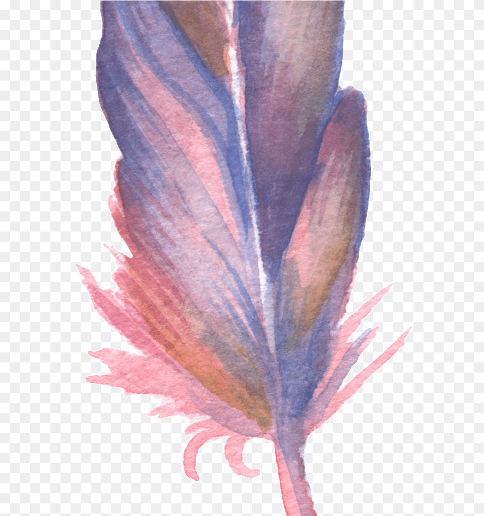 Feathers, Leaf, Plant, Flower, Petal Png