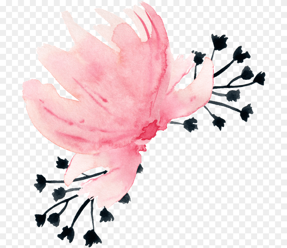 Feathers, Flower, Petal, Plant, Anther Png Image