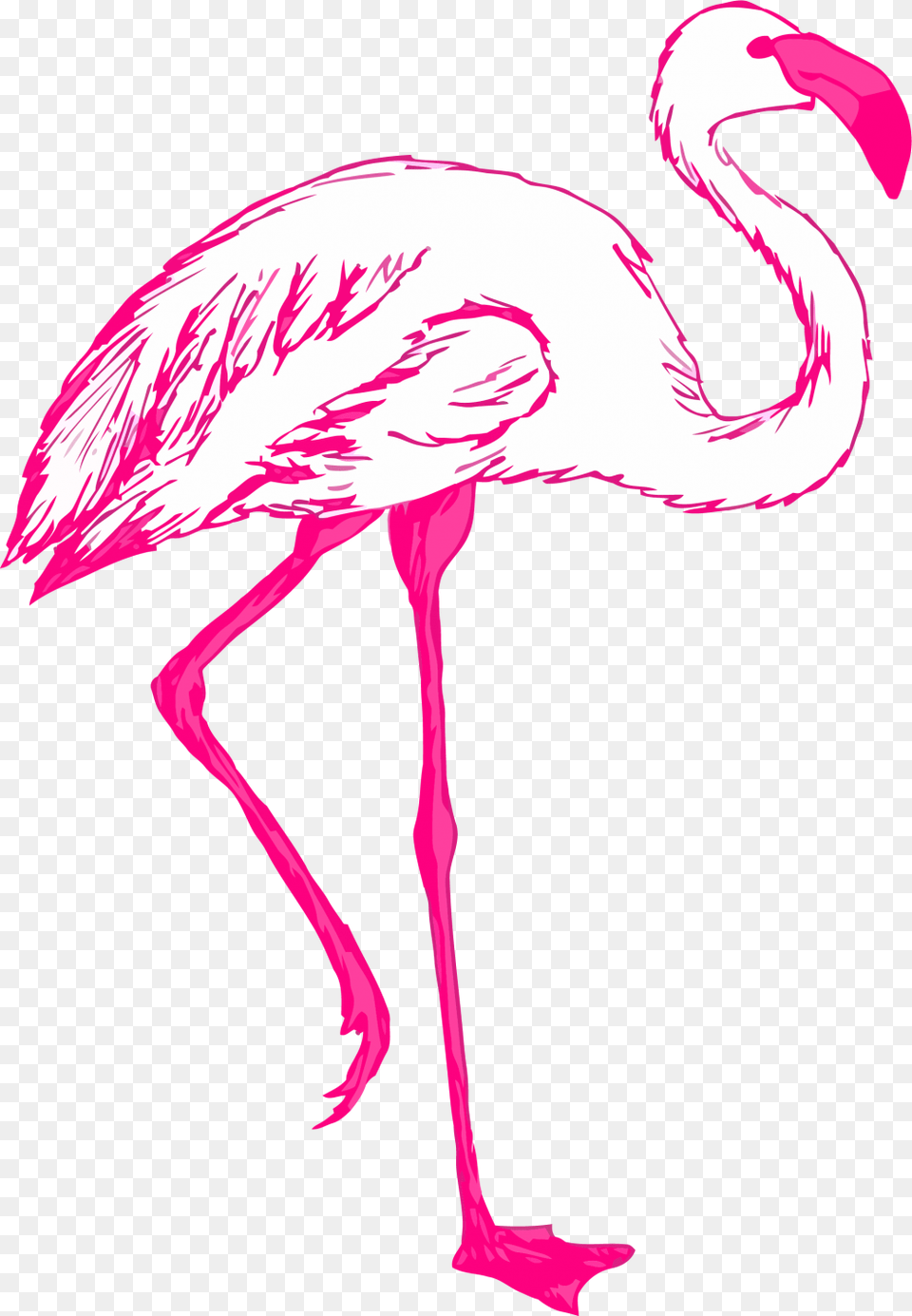 Feathers, Animal, Bird, Flamingo Free Png Download