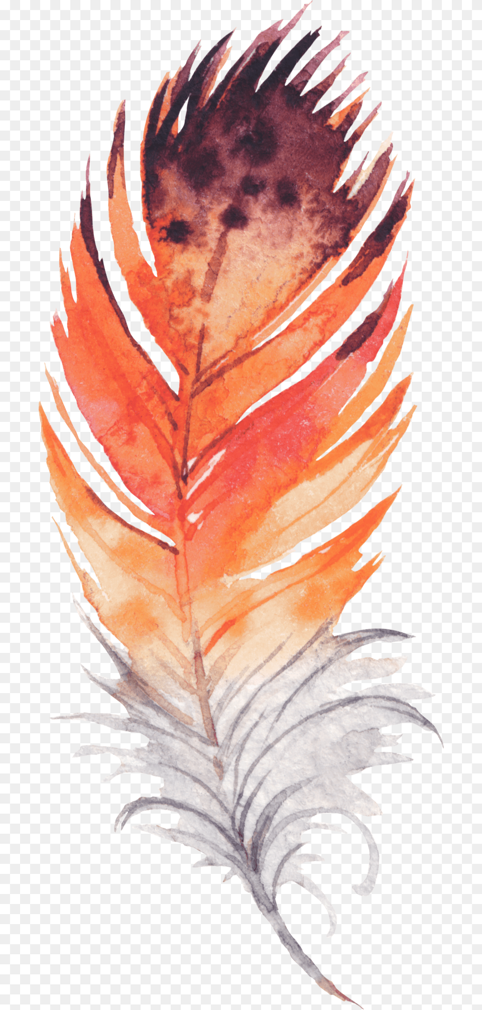Feathers, Leaf, Plant, Adult, Male Png