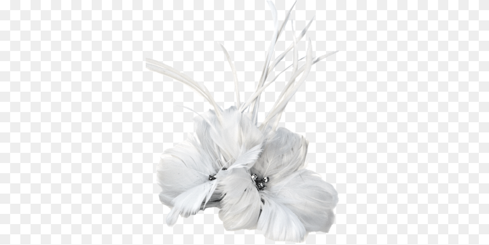 Feathers Argentina Collection White Feather Accent Piece Argentina Collection White, Plant, Flower, Petal, Woman Png Image