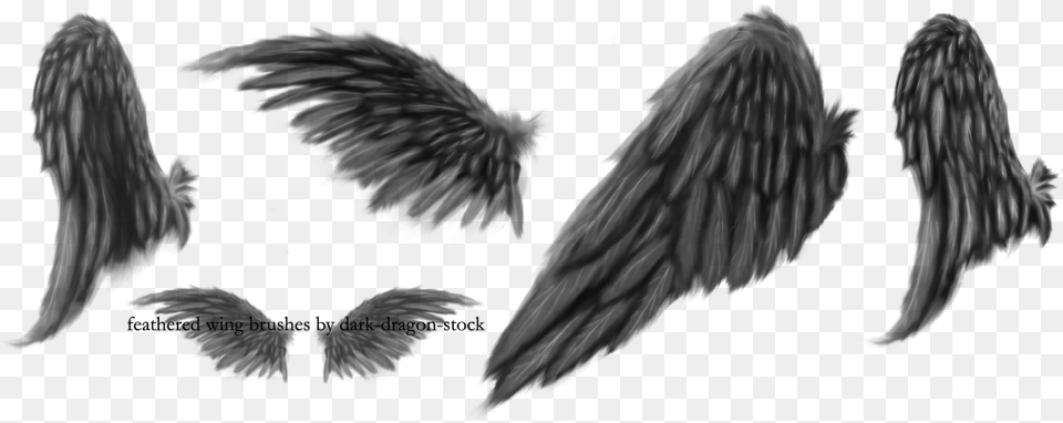 Feathers Broken Wing Black Angel Wings Drawing, Gray Png