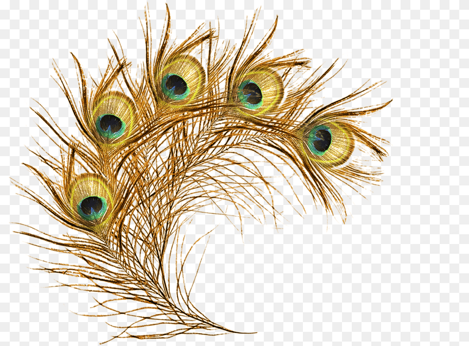 Feathers Clipart Peacock Gold Peacock Feathers, Accessories, Jewelry, Animal, Bird Png