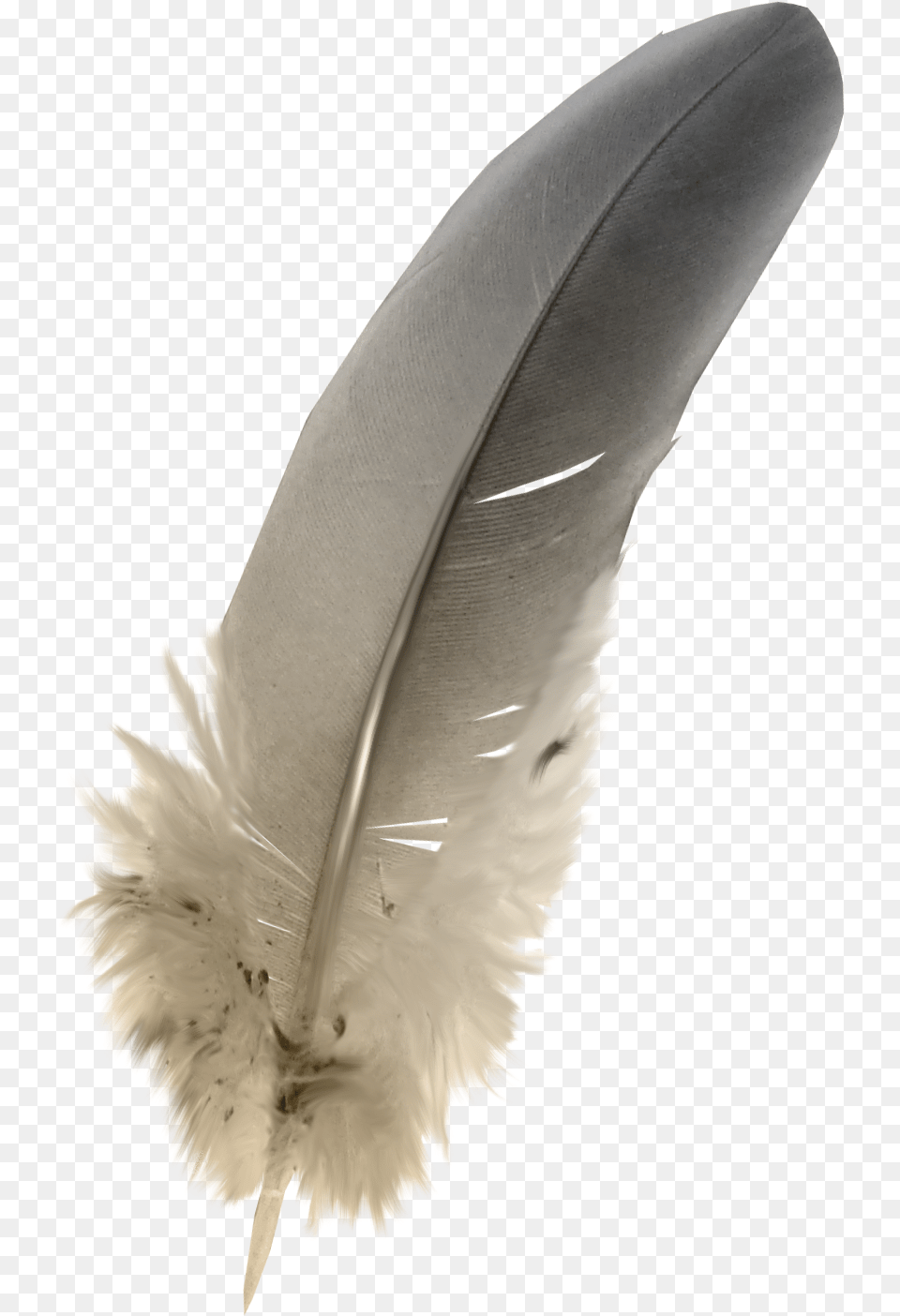 Feathers Download Owl Feather, Flower, Petal, Plant, Animal Free Transparent Png
