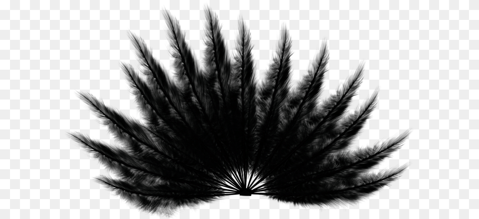 Feathers Fan Black Bird Wings Tail Animal Monochrome, Nature, Night, Outdoors, Silhouette Free Transparent Png