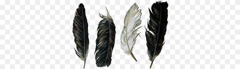 Feathers Black And White Feathers, Leaf, Plant, Bottle Png Image