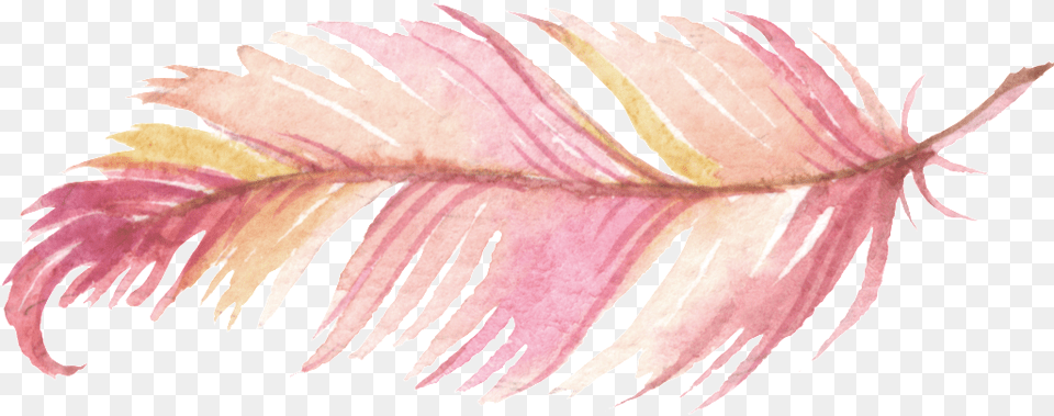 Feathers Pink Watercolor Painting Feather, Plant, Leaf, Accessories, Flower Free Transparent Png