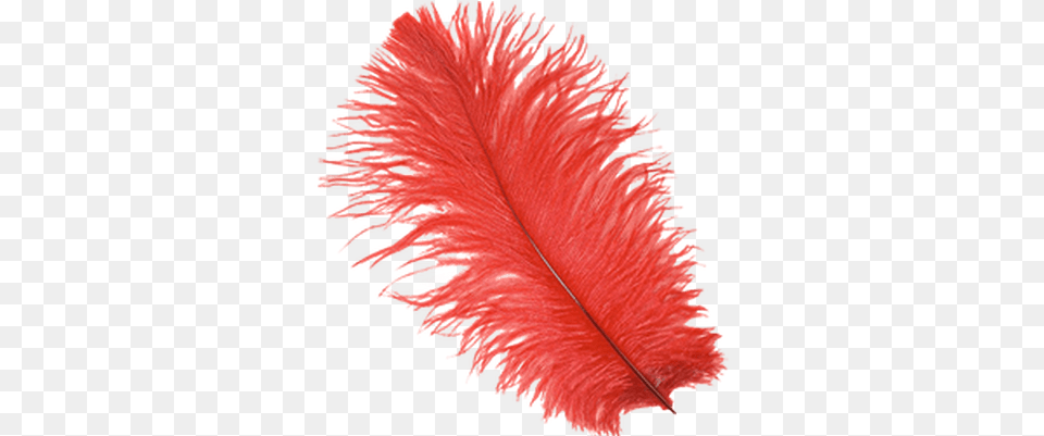 Feathers Transparent Images Red Feather, Accessories, Leaf, Plant, Bottle Free Png Download