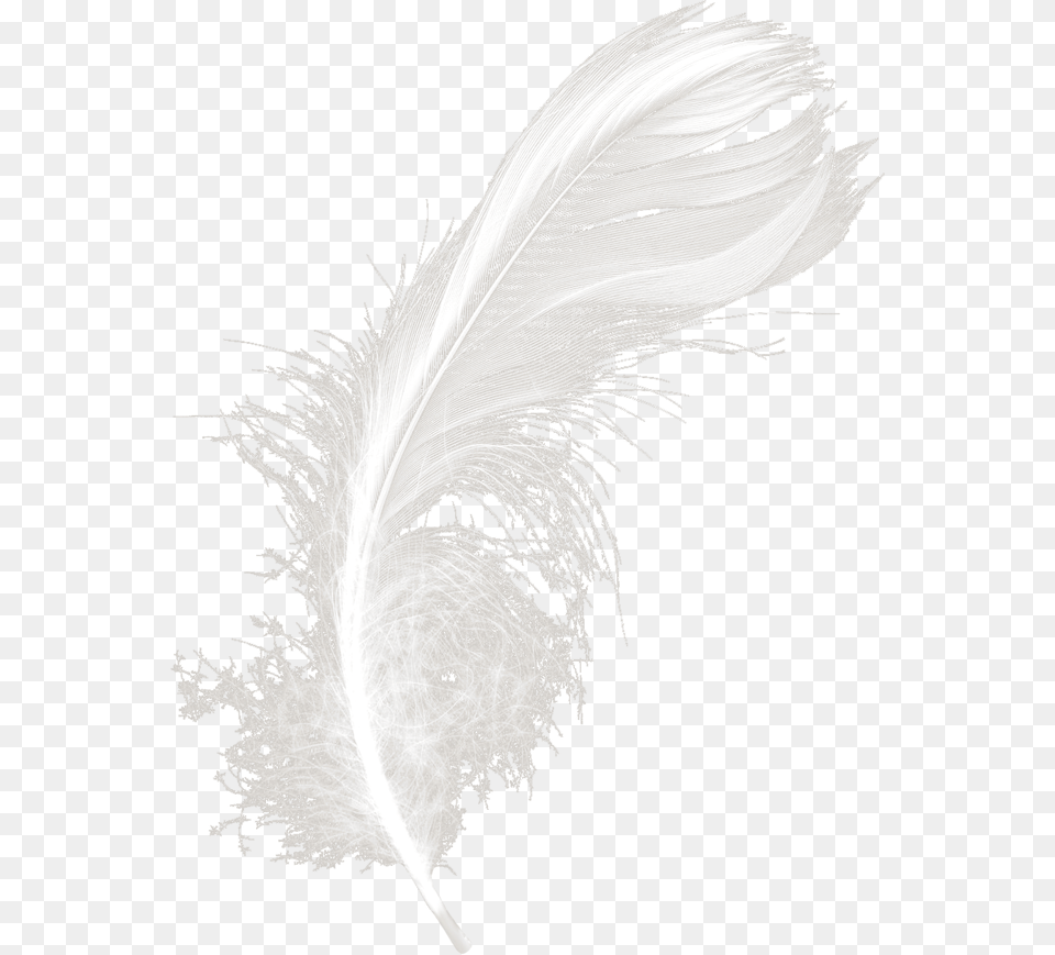 Feathers White Black Feather Hd Clipart Feather, Accessories, Adult, Bride, Female Png
