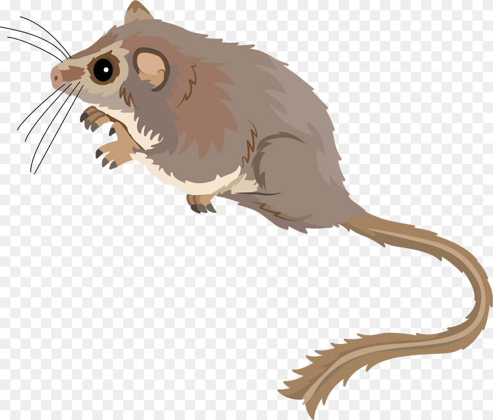 Feathertail Glider Clipart, Animal, Mammal, Rat, Rodent Png