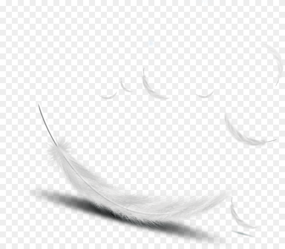 Featherwhite Vector White Feather Vector, Art, Graphics, Animal, Bird Png Image