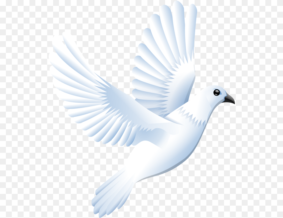 Featherwingbird White Dove Clipart, Animal, Bird, Pigeon Free Png Download