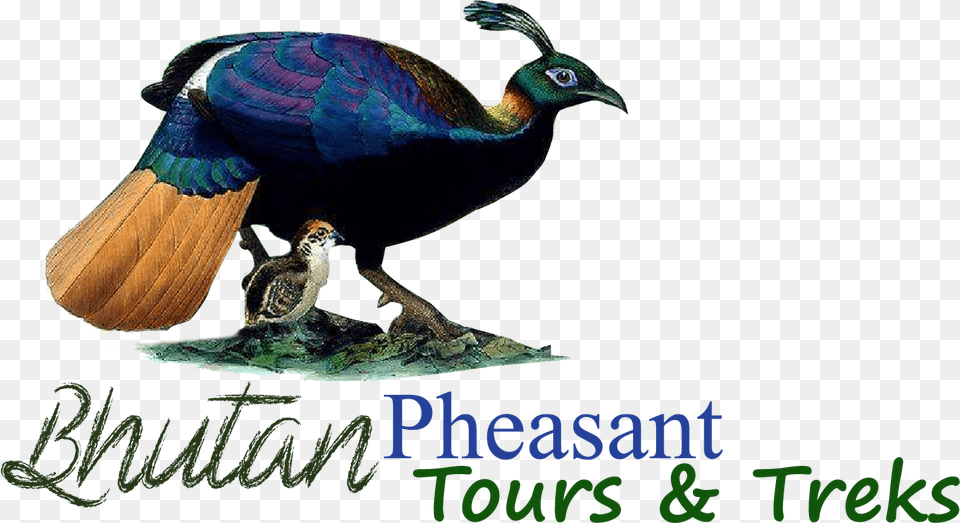 Featured Animal Figure, Bird, Beak Png Image