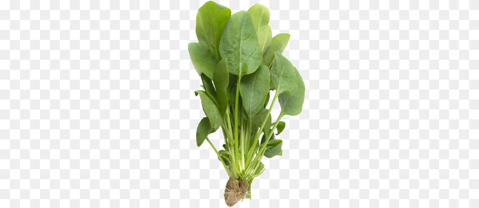 Featured Featured Spinach Plant With Root, Food, Produce, Leafy Green Vegetable, Vegetable Png Image