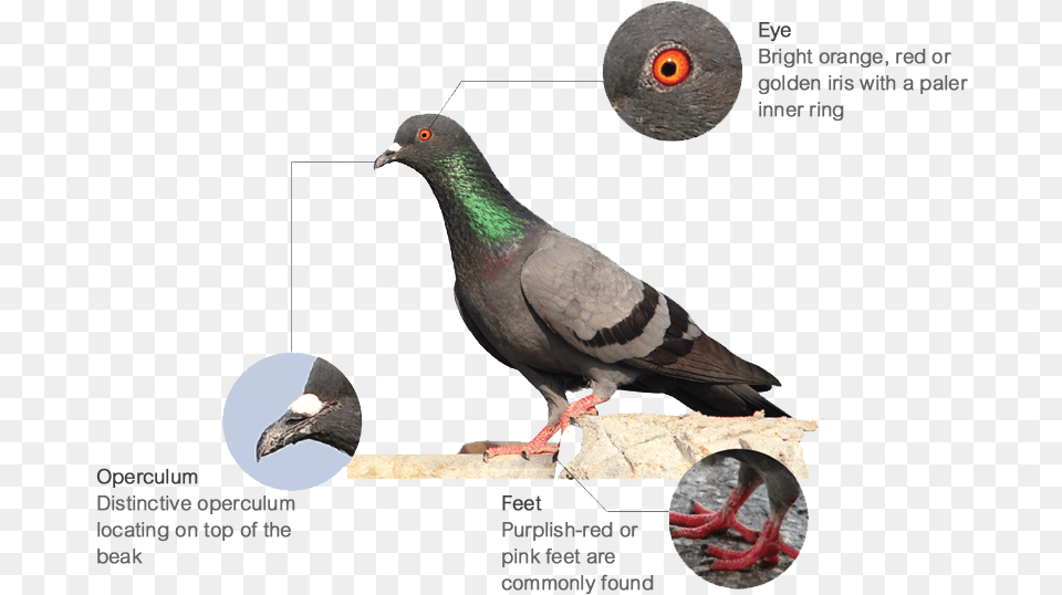 Features Feral Pigeon, Animal, Bird, Dove Free Transparent Png