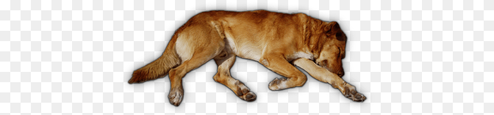 Feb 2009 Sleeping Dog Top View, Animal, Canine, Mammal, Pet Png