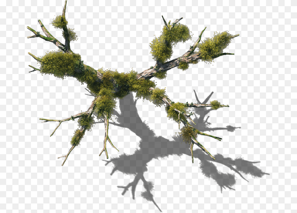 Feb 2009 Tree With Shadow Top View, Moss, Plant, Leaf, Green Png